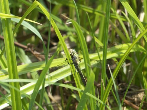 Aeshna affinis